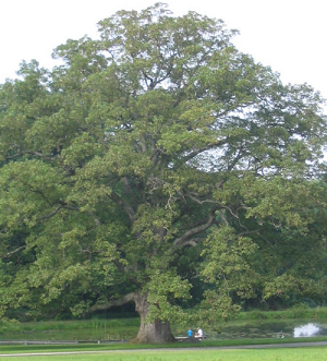 [William Penn Oak Tree]